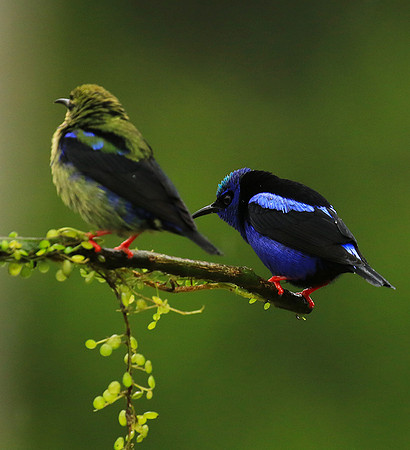 Red-legged honeycreeper - male and immature