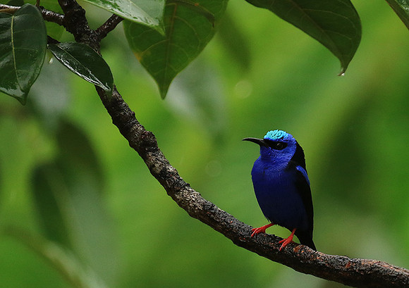 Red-legged honeycreeper - Male