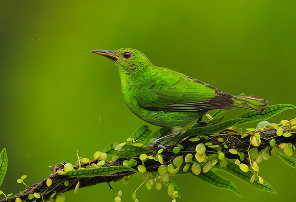 Green honeycreeper - female