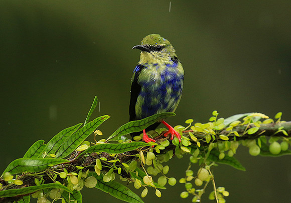 Red-legged honeycreeper - immature