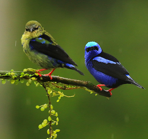 Red-legged honeycreeper - male and immature