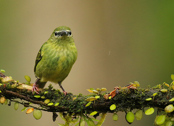 Red-legged honeycreeper - female