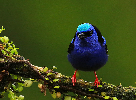 Red-legged honeycreeper - Male