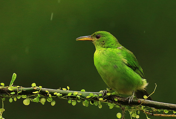Green Honeycreeper