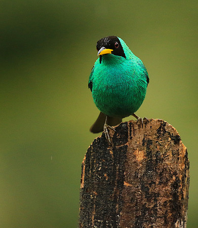 Green honeycreeper - male