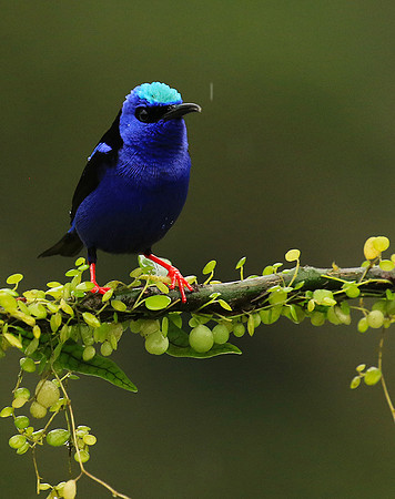 Red-legged honeycreeper - Male