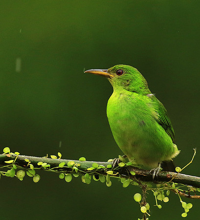 Green Honeycreeper