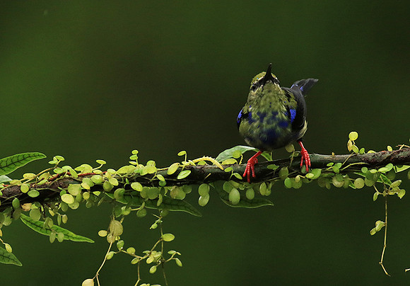 Red-legged honeycreeper - immature
