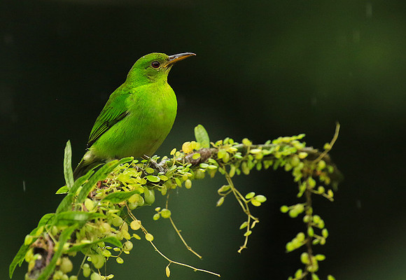 Green honeycreeper - female