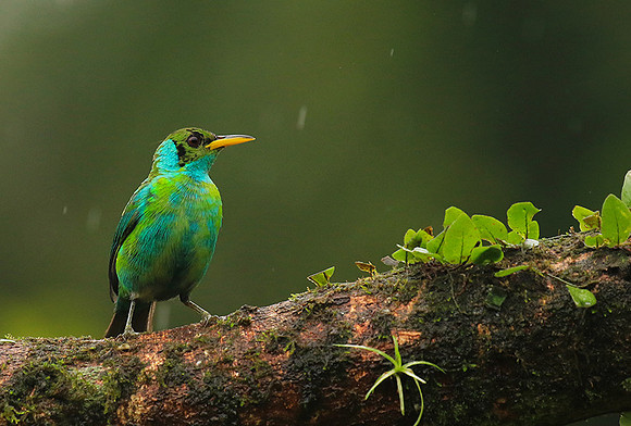 Green honeycreeper - juvenile