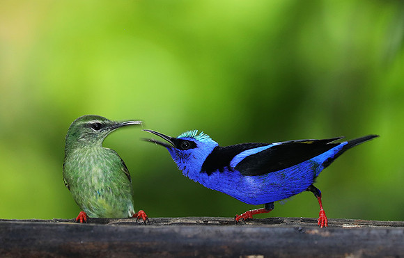 Red-legged honeycreeper - manle & female
