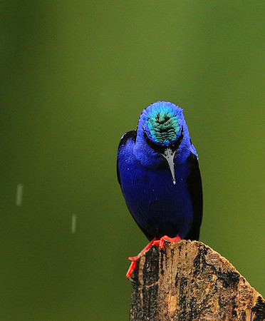 Red-legged honeycreeper - Male