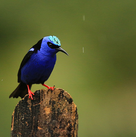 Red-legged honeycreeper - Male
