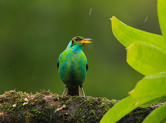 Green honeycreeper - juvenile
