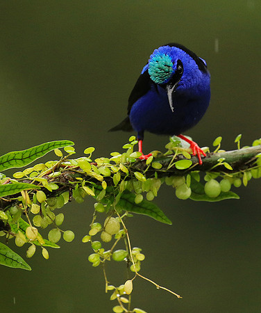 Red-legged honeycreeper - Male