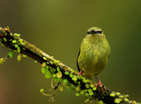 Red-legged honeycreeper - female