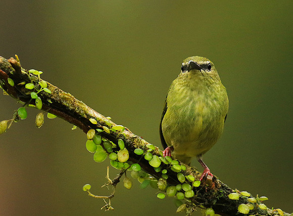 Red-legged honeycreeper - female