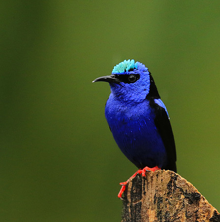 Red-legged honeycreeper - Male