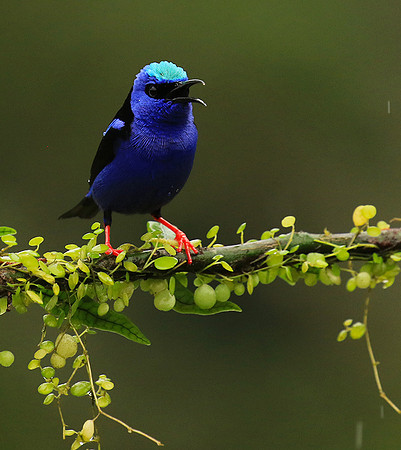 Red-legged honeycreeper - Male