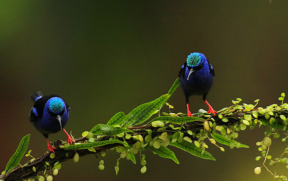 Red-legged honeycreeper - Male