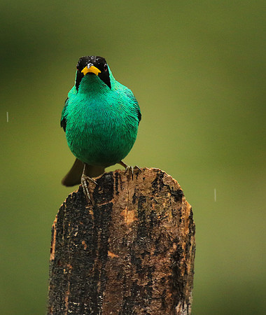 Green honeycreeper - male