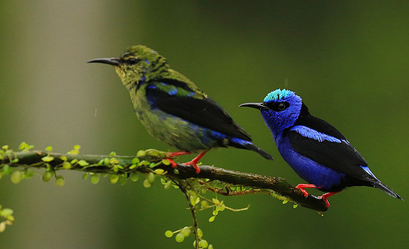 Red-legged honeycreeper - male and immature