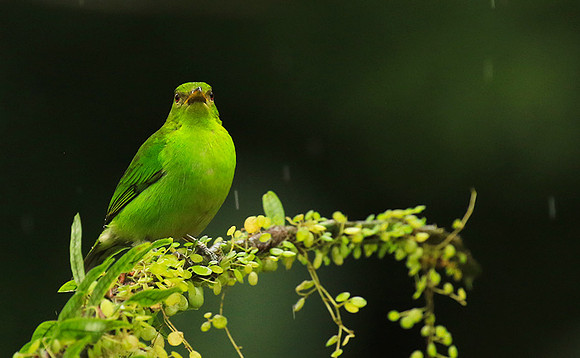Green honeycreeper - female