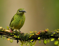 Red-legged honeycreeper - female