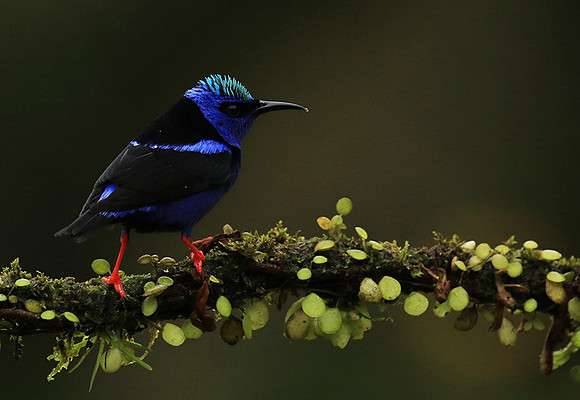 Red-legged honeycreeper - Male