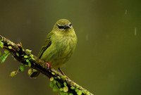 Red-legged honeycreeper - female