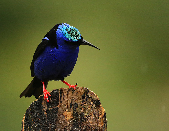 Red-legged honeycreeper - Male