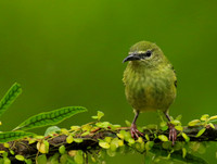 Red-legged honeycreeper - female