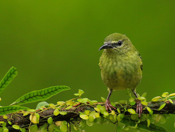 Red-legged honeycreeper - female