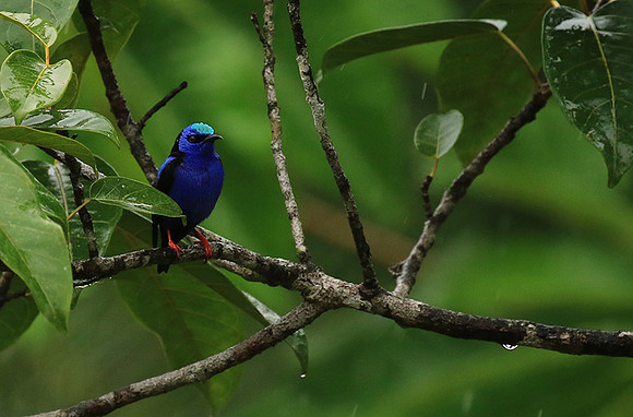 Red-legged honeycreeper - Male
