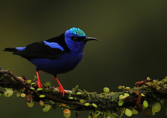 Red-legged honeycreeper - Male