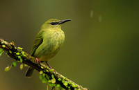 Red-legged honeycreeper - female