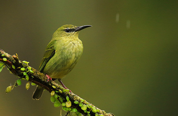 Red-legged honeycreeper - female