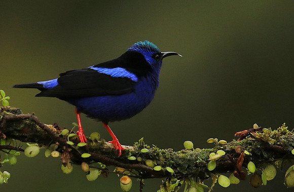 Red-legged honeycreeper - Male