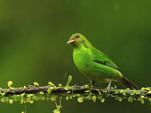 Green Honeycreeper