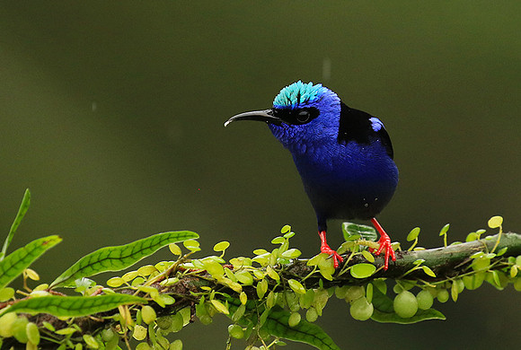 Red-legged honeycreeper - Male