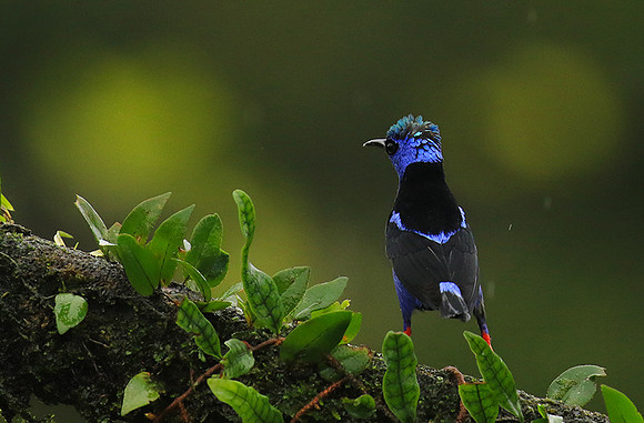 Red-legged honeycreeper - Male