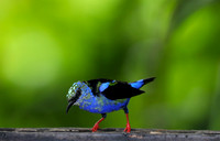 Red-legged honeycreeper - immature