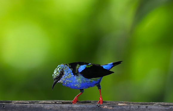 Red-legged honeycreeper - immature