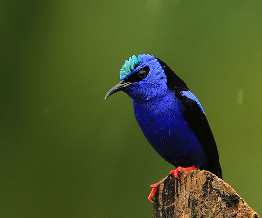 Red-legged honeycreeper - Male
