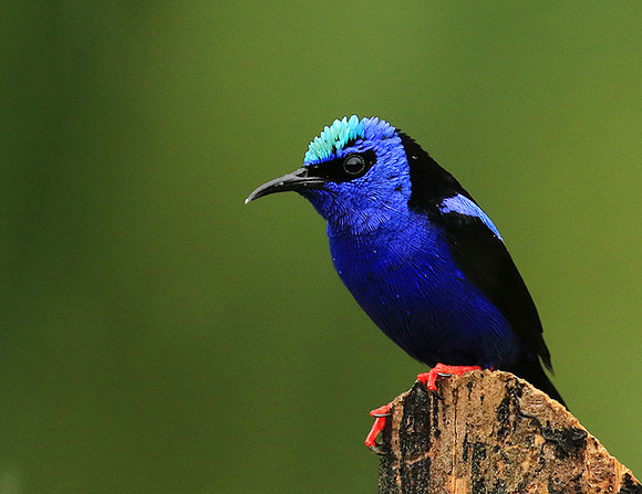 Red-legged honeycreeper - male