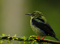 Red-legged honeycreeper - immature
