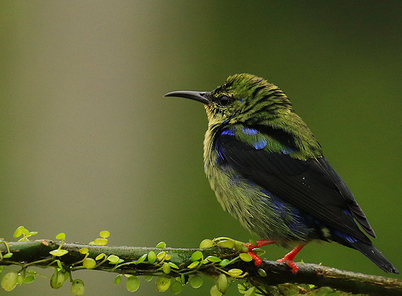 Red-legged honeycreeper - immature