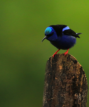 Red-legged honeycreeper - Male