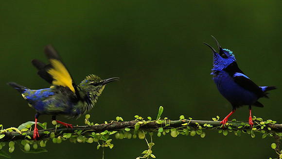 Red-legged honeycreeper - male and immature