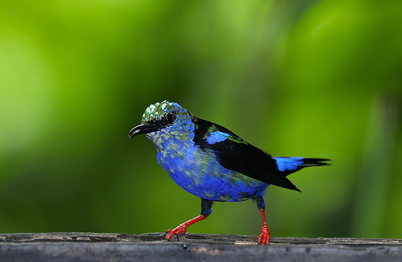 Red-legged honeycreeper - immature